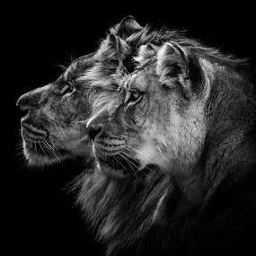 Foto Lion and Lioness Portrait, Laurent Lothare Dambreville