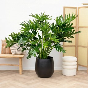 Philodendron selloum - 120cm