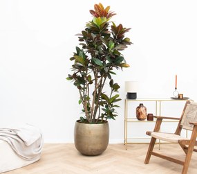 Codiaeum Petra - 210cm