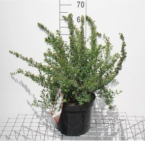 Spiraea nipponica 'Snowmound' - pot 3L - 30-40 cm