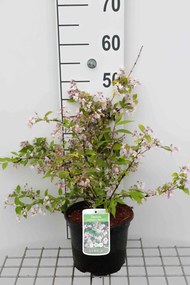 Deutzia purpurascens 'Kalmiiflora' - pot - 40-60 cm