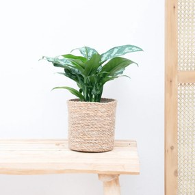 Aglaonema Juliette - 40cm