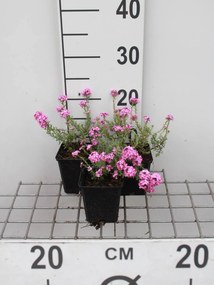 Aethionema armenum 'Warley Rose' - pot 9x9 cm