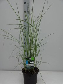 Miscanthus sinensis 'Flamingo' - pot 3L -