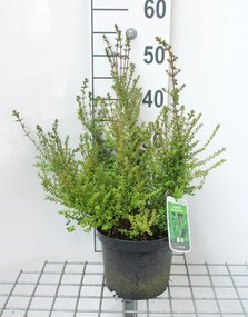 Lonicera nitida 'Ernest Wilson' - pot 3L - 30-40 cm