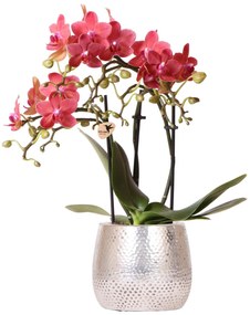 Orchidee (Phalaenopsis) inclusief pot Elite - 40cm