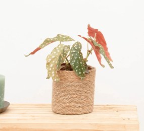 Begonia Maculata (stippenplant) - 30cm