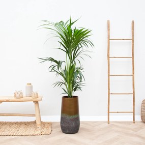 Combi deal - Kentia Palm inclusief Vaas Elisa - 170cm