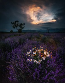 Foto Lavender, Jeni Madjarova, (30 x 40 cm)