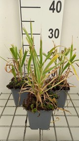 Arundo donax 'Versicolor' - pot 9x9 cm -