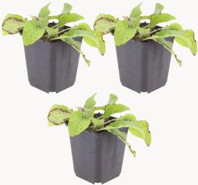 Planten Comfrey Symphytum grandiflorum Wisley Blue, 3-delig
