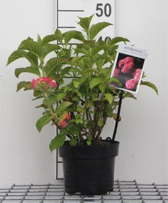 Hydrangea macrophylla 'Alpenglühen' - pot - 25-30 cm