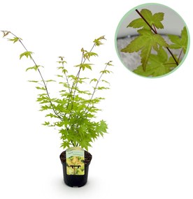Japanse Esdoorn Summergold - Geel - 70cm