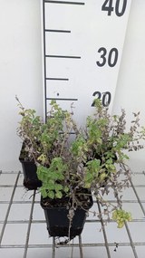 Nepeta 'Alba' - pot 9x9 cm -