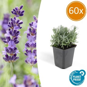 Lavandula'Hidcote'- 20cm