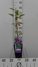 Clematis 'Polish Spirit' - pot - 50-60 cm -