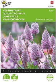 Buzzy seeds - bloemzaden - Ptilotus, Sierlijke Vossenstaart 'Joey'