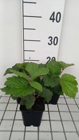Rodgersia 'Bronze Peacock' - pot 9x9 cm -