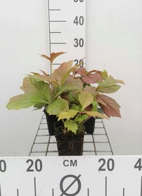 Rodgersia pinnata 'Braunlaub' - pot 9x9 cm