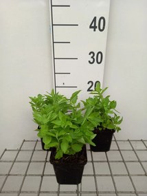 Campanula lactiflora - pot 9x9 cm