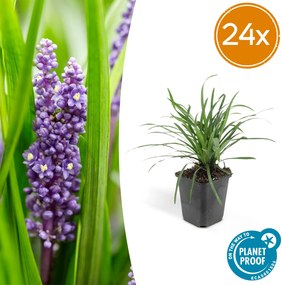 Liriope Muscari 'Big Blue' - 20cm