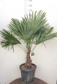 Trachycarpus fortunei - pot 35L - geënt op stamhoogte 30-40 cm