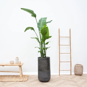 Combi deal - Strelitzia Nicolai inclusief vaas Elisa Mystic - 190cm