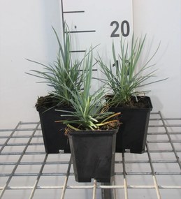 Dianthus 'Doris' - pot 9x9 cm