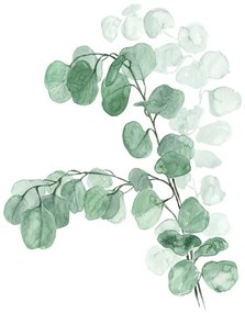 Ilustratie Watercolor silver dollar eucalyptus, Blursbyai, (30 x 40 cm)