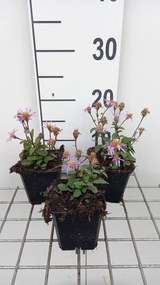 Aster radula 'August Sky' - pot 9x9 cm