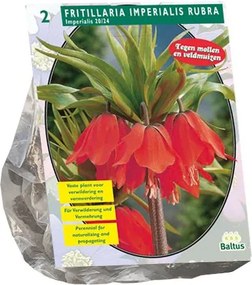 Baltus 'Fritillaria Imperialis Rubra' - voorjaarsbloeiers - 2 bollen