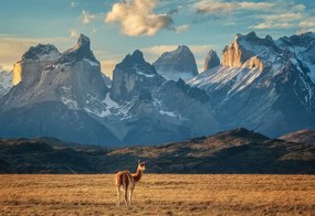 Foto Guanaco, Antoni Figueras