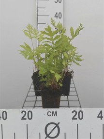 Onoclea sensibilis - pot 9x9 cm