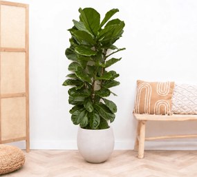 Ficus Lyrata struik - 170cm