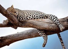 Foto Leopard Lying in Tree Against Blue, Vicki Jauron, Babylon and Beyond Photography