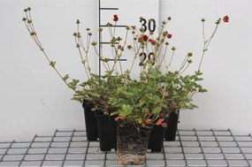 Potentilla atrosanguinea - pot 9x9 cm