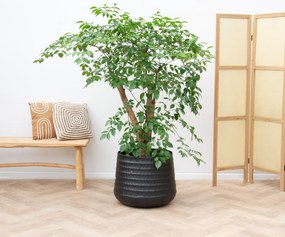 Heteropanax Chinensis - 160cm