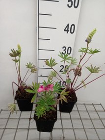 Lupinus Gallery Mix - pot 9x9 cm