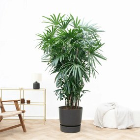 Rhapis Excelsa - 250 cm