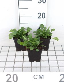 Leucanthemum vulgare 'Maikönigin' - pot 9x9 cm