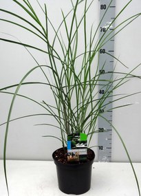 Miscanthus sinensis 'Graziella' - pot 3L
