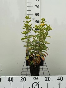 Lysimachia punctata 'Alexander' - pot 9x9 cm