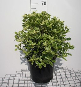 Osmanthus heterophyllus 'Goshiki' - pot 10L - 40-50 cm - struik
