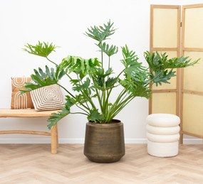Philodendron Selloum XL - 100cm