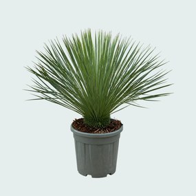 Yucca Linearifolia - 90 cm