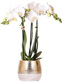 Orchidee (Phalaenopsis) inclusief pot Elite - 40cm