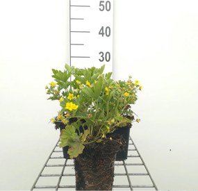 Waldsteinia geoides - pot 9x9 cm -