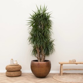 Dracaena Marginata vertakt XXL - 190cm