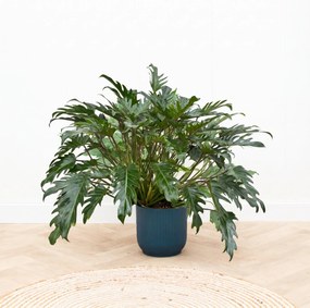 Philodendron Xanadu - 100 cm