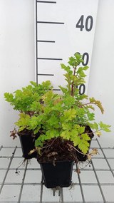 Tanacetum parthenium - pot 9x9 cm (Moederkruid) -